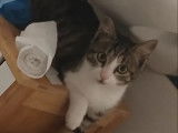 Chaton femelle tigré en attente d’un foyer