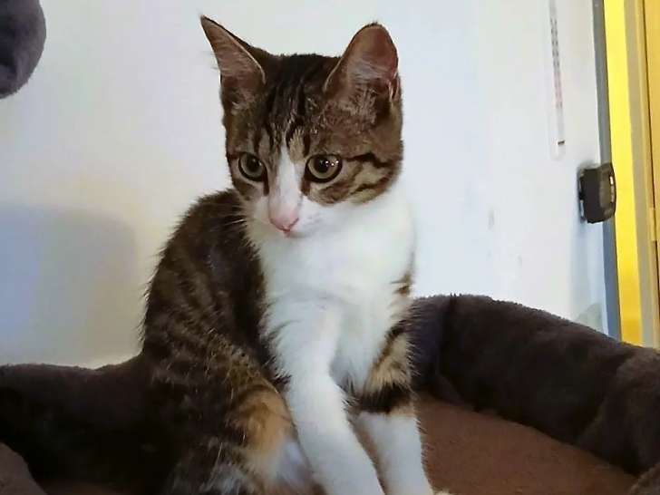 Chaton femelle tigré en attente d’un foyer