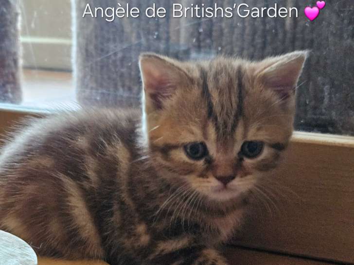 Jolis chatons British Shorthair LOOF à vendre