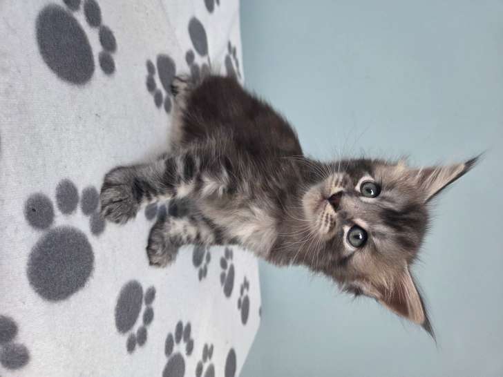 Chaton mâle Maine Coon à vendre