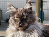 Chatte Maine Coon LOOF à vendre