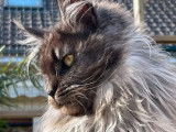 Chatte Maine Coon LOOF à vendre