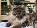 Chatte Maine Coon LOOF à vendre