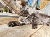 Chatte Maine Coon LOOF à vendre