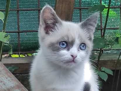 Chatons Snow Shoe disponibles