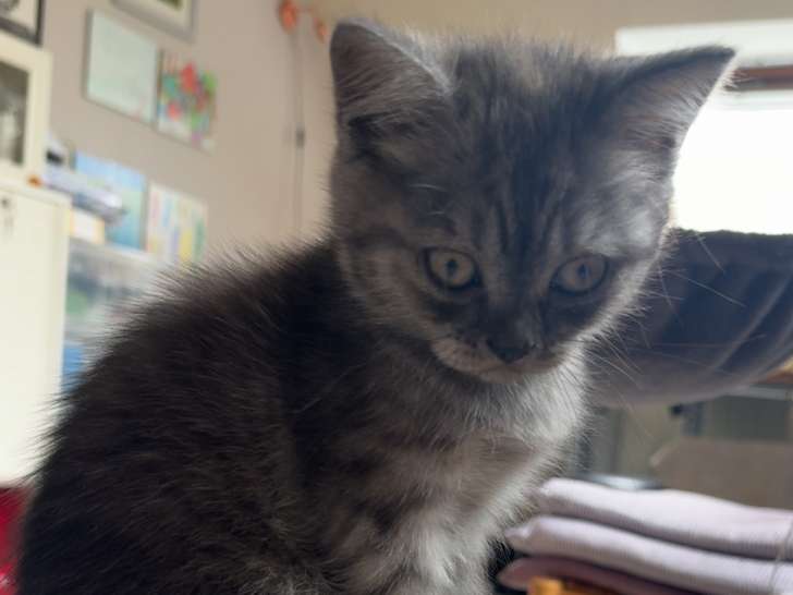 Adorable chaton British Shorthair à vendre