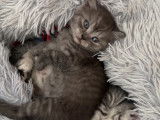 Adorable chaton British Shorthair à vendre