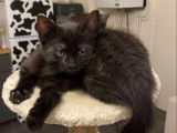 Chaton mâle de 3 mois à accueillir