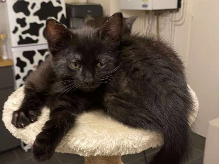 Chaton mâle de 3 mois à accueillir