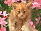 10 chatons Maine Coons LOOF disponibles à l’achat