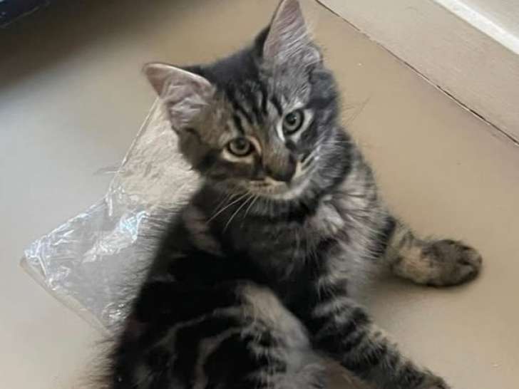 Chaton femelle de 3 mois en quête d'une famille