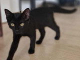 Chaton femelle noir à la recherche d'une famille