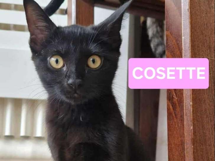Chaton femelle noir à la recherche d'une famille
