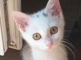 Adoption disponible : chaton femelle blanc avec marque noire