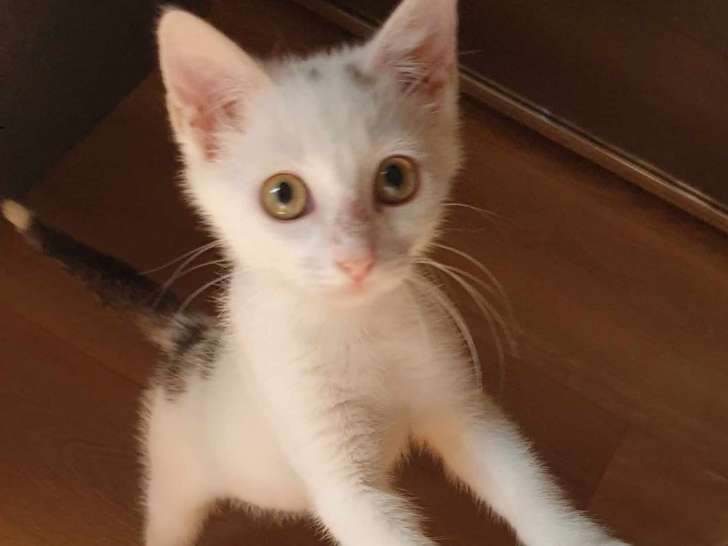Adoption disponible : chaton femelle blanc avec marque noire