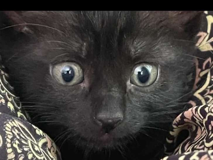 À adopter, chaton femelle âgé de 2 mois