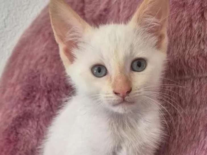 Disponible à l'adoption, chaton mâle blanc