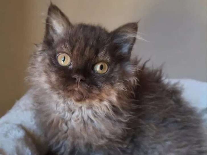 Chaton Selkirk Rex femelle LOOF à réserver