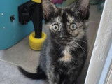 En attente d'adoption, chaton femelle de 3 mois
