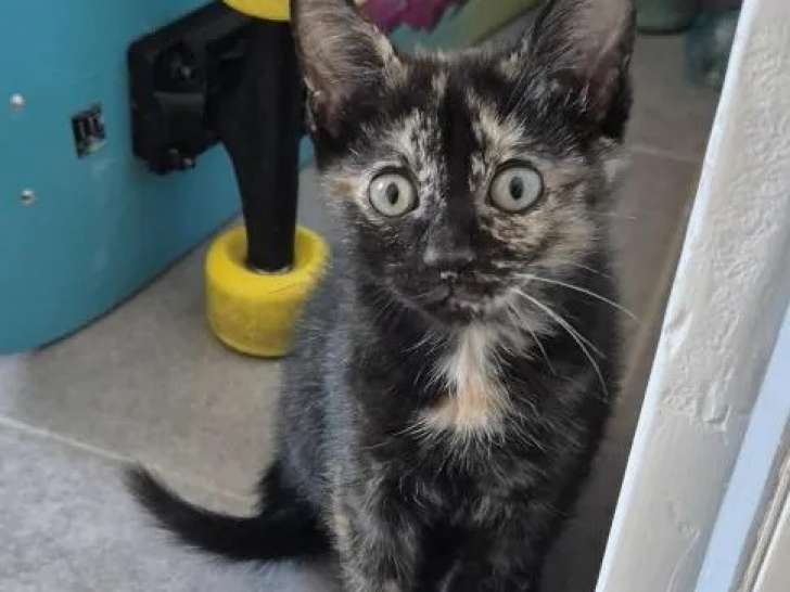 En attente d'adoption, chaton femelle de 3 mois