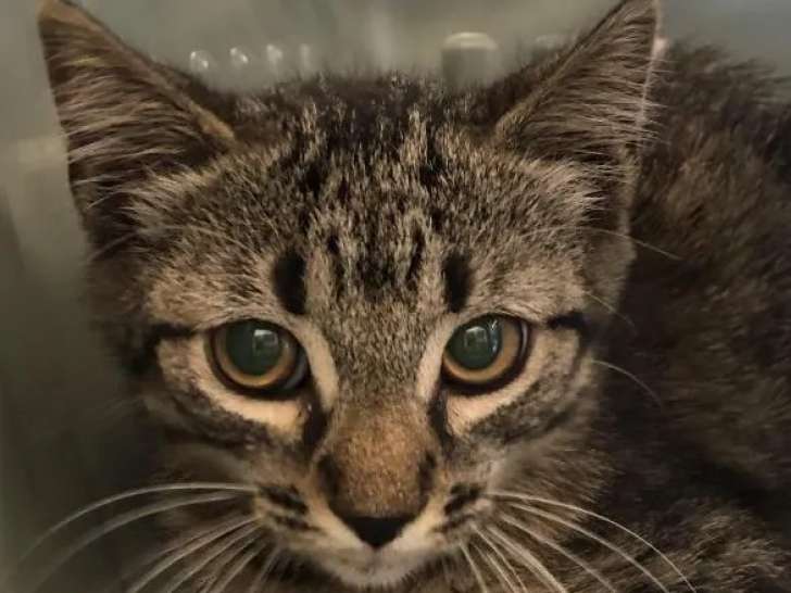 Prêt pour l'adoption, chaton mâle tigré