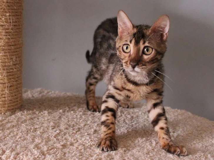 1 chaton mâle Bengal disponible à la réservation (LOOF)