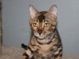 1 chaton mâle Bengal disponible à la réservation (LOOF)
