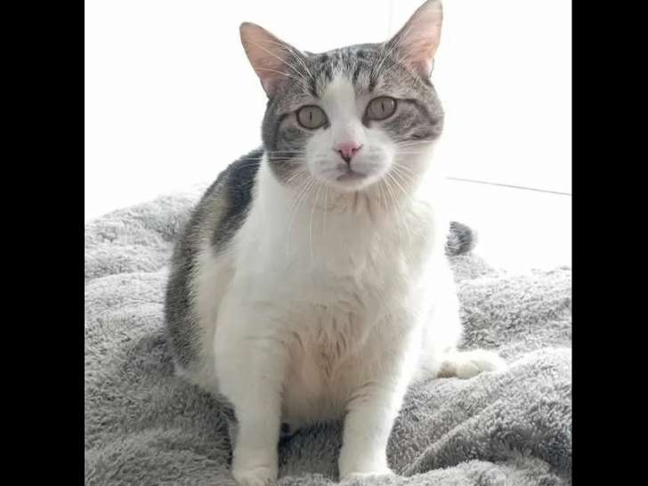 En attente d'une famille, chat tigré blanc