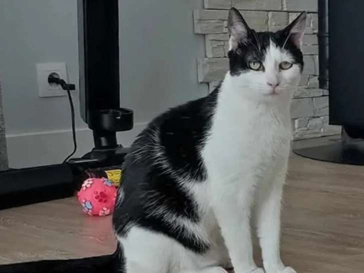 À accueillir, chatte noire et blanche