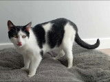 À accueillir, chatte noire et blanche