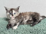 2 chatons Maine Coons à réserver (LOOF)