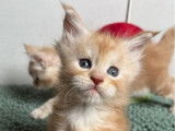 2 chatons Maine Coons à réserver (LOOF)