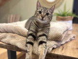 En quête d’un foyer, chat âgé de 2 ans