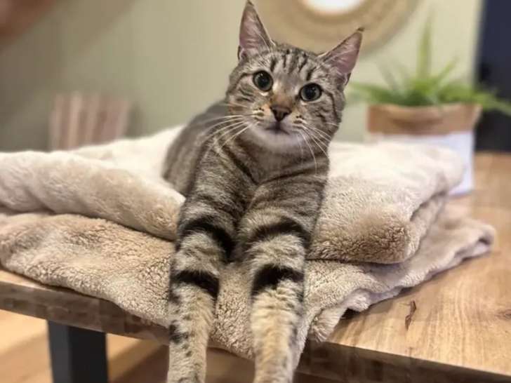 En quête d’un foyer, chat âgé de 2 ans