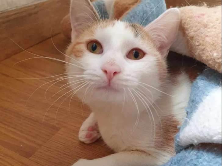 Adoption disponible : chatte tricolore