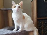 Adoption disponible : chatte tricolore