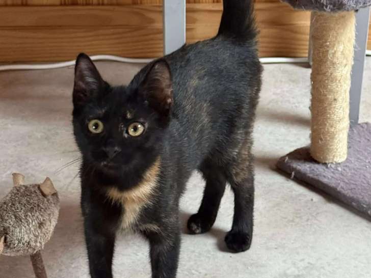 À la recherche d'un foyer, chaton mâle de 4 mois