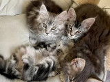 2 chatons Maine Coons LOOF à vendre