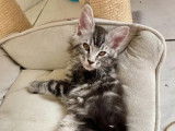 2 chatons Maine Coons LOOF à vendre