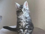 2 chatons Maine Coons LOOF à vendre