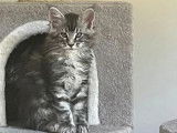 2 chatons Maine Coons LOOF à vendre