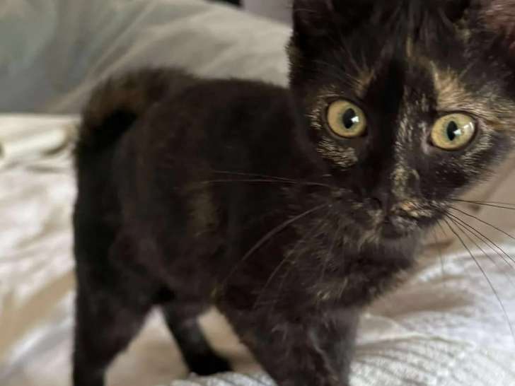 À adopter : chatonne âgée de 4 mois
