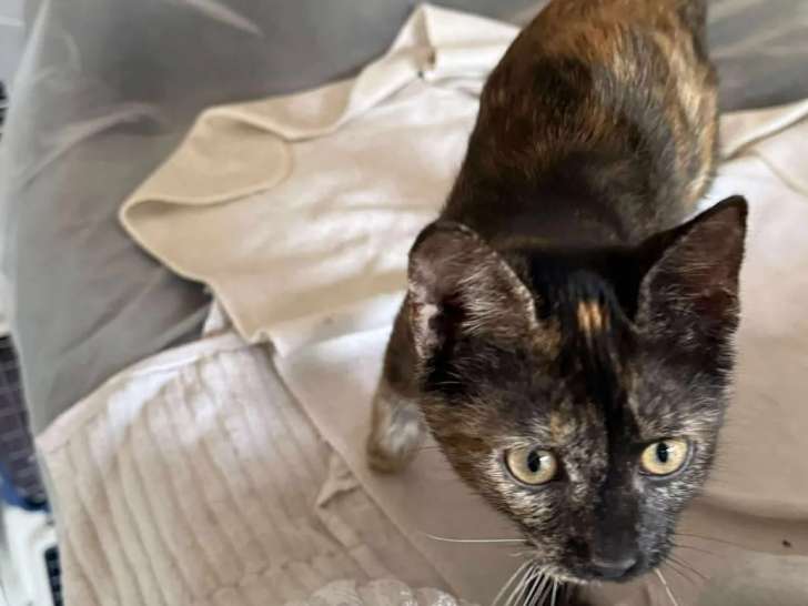 Disponible à l'adoption : chaton femelle de 4 mois