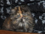 5 chatons Persans et Exotic Shorthair LOOF à vendre