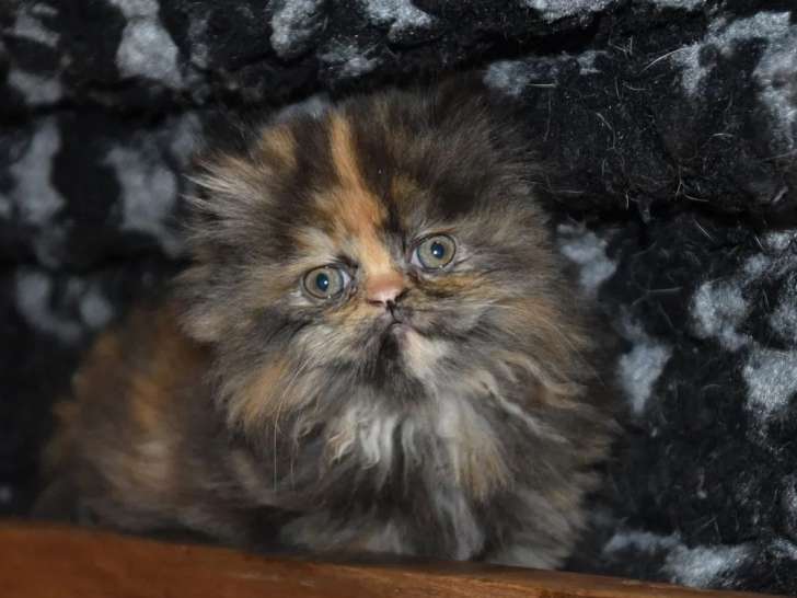 5 chatons Persans et Exotic Shorthair LOOF à vendre