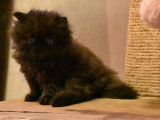 5 chatons Persans et Exotic Shorthair LOOF à vendre