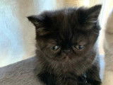 5 chatons Persans et Exotic Shorthair LOOF à vendre
