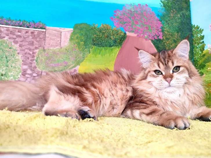 Chatte Sibérien LOOF d’un an à vendre