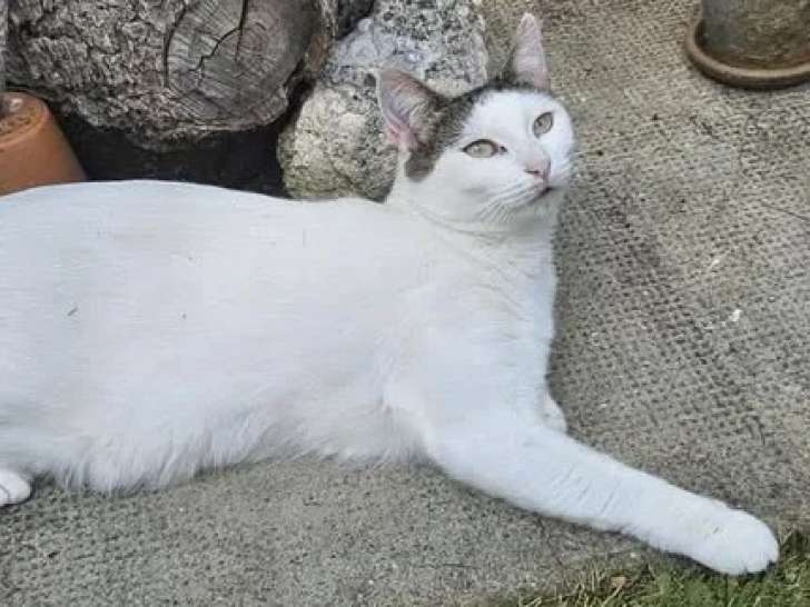Prête pour l'adoption : chatte de 3 ans