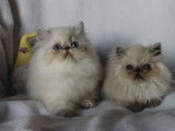 À réserver 2 chatons Persans (LOOF)